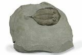 Dalmanites Trilobite Fossil - New York #270212-1